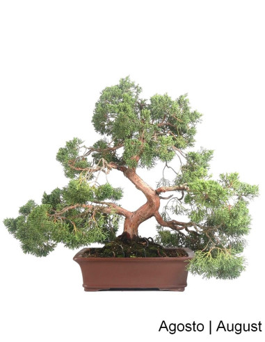 Luso Bonsai | Juniperus Itoigawa Bonsai de 57 ans