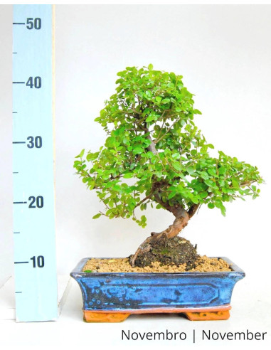 Sageretia Bonsai de 17 Anos