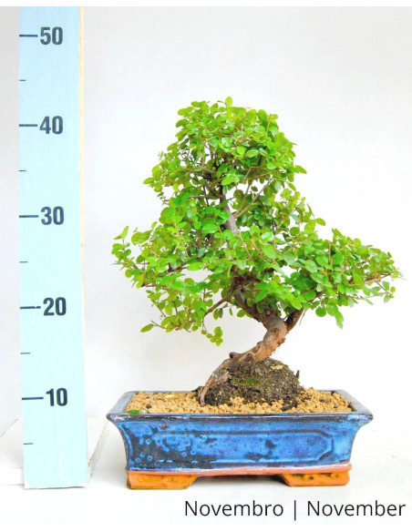 Sageretia Bonsai de 17 Anos