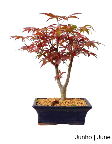 Luso Bonsai | Acer Palmatum Atropureum Bonsai de 9 ans