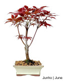 Acer Palmatum Atropurpureum Bonsai de 7 Anos