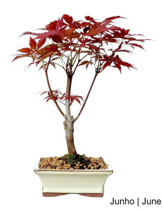 Acer Palmatum Atropurpureum Bonsai von 7 Jahren