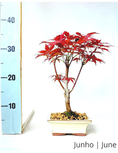 Acer Palmatum Atropurpureum Bonsai of 7 Years