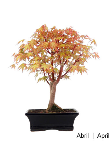 Luso Bonsai | Acer Palmatum SPP Bonsai of 9 Years