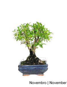 Serissa Bonsai of 5 Years