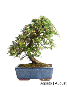 Cotoneaster Coral Beauty Bonsai di 9 anni