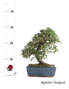 Cotoneaster Coral Beauty Bonsai di 9 anni 2