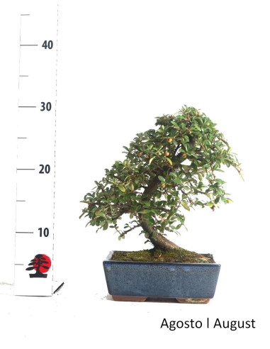 Cotoneaster Coral Beauty Bonsai de 9 anos