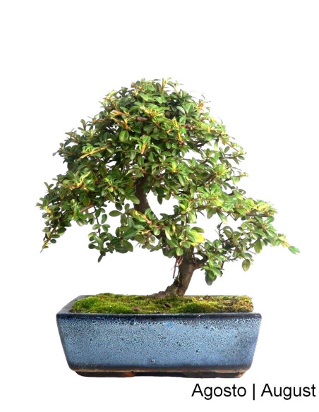 Cotoneaster Coral Beauty Bonsai di 12 anni