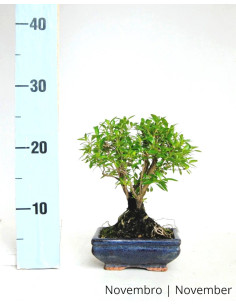 Serissa Bonsai of 5 Years 2
