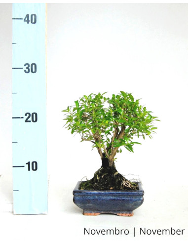 Serissa Bonsai de 5 Ans