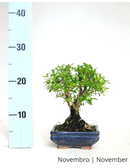Serissa Bonsai de 5 Ans