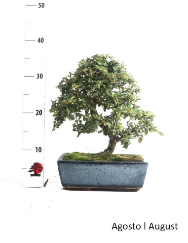 Cotoneaster Coral Beauty Bonsai di 12 anni