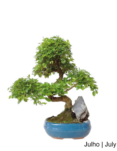 Ligustrum Bonsai 9 years | Luso Bonsai