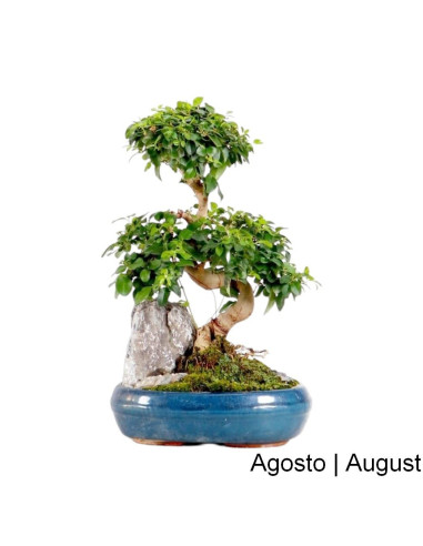 Ligustrum Bonsai 12 ans | Luso Bonsai