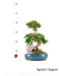 Ligustrum Bonsai di 12 anni 2