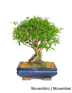 Serissa Bonsai von 7 Jahren
