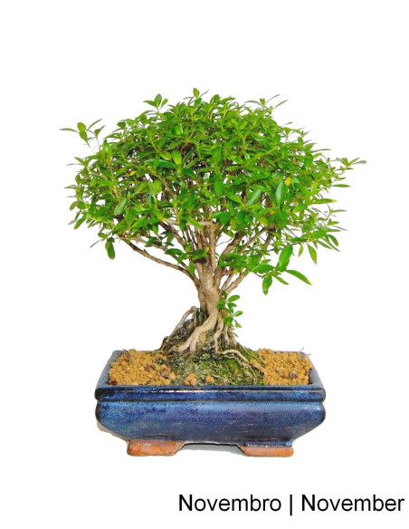 Serissa Bonsai de 7 Anos