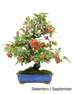 Macieira "Everest" Bonsai de 1988