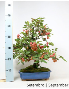 Melo "Everest" Bonsai del 1988 2