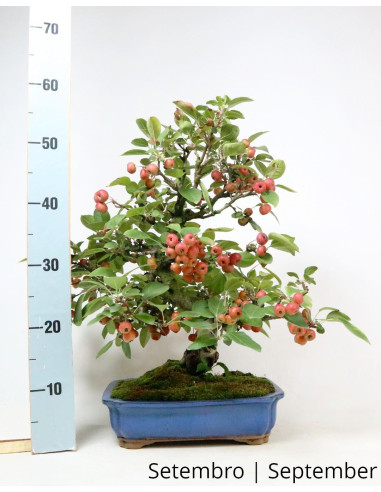 Macieira "Everest" Bonsai de 1988