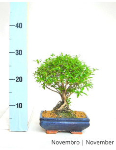 Serissa Bonsai von 7 Jahren 2
