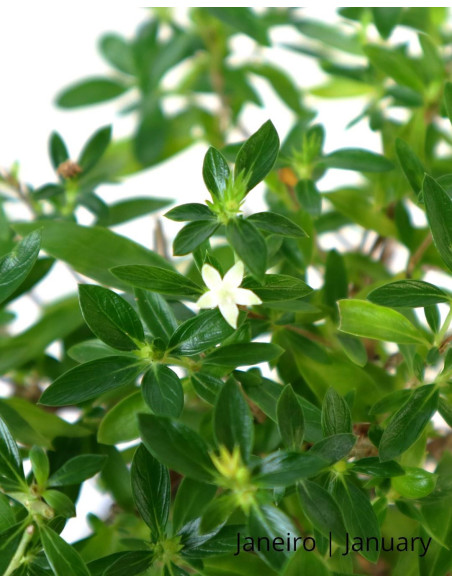 7-Year-Old Serissa Bonsai