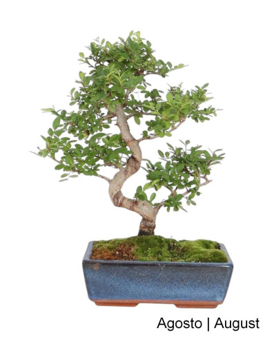 Lameiro Bonsai of 10 Years | Luso Bonsai