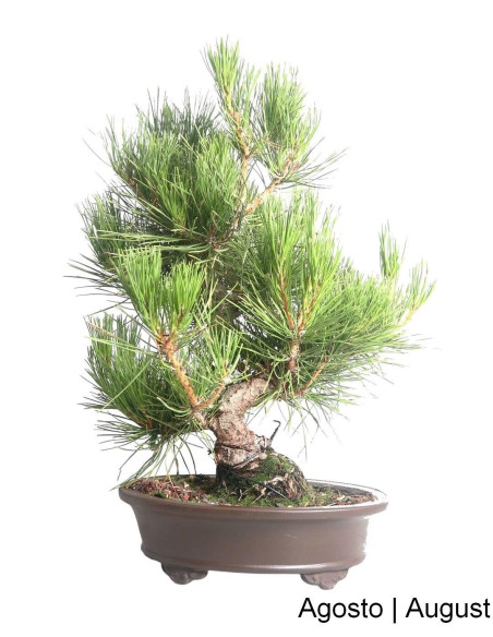Pinheiro Thunbergii Bonsai de 31 anos