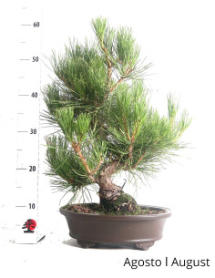 Pinheiro Thunbergii Bonsai de 31 ans 2