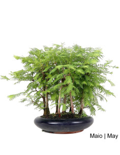 Metasequoia Bonsai de 13 ans