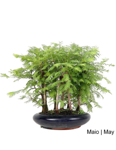 Metasequoia Bonsai 13 years old