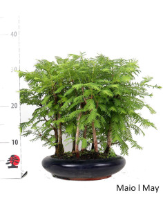 Metasequoia Bonsai 13 years old 2