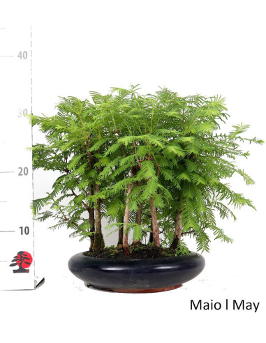 Metasequoia Bonsai 13 years old