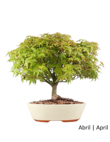 Luso Bonsai | Acer Palmatum Kiyohime Bonsai de 27 Anos