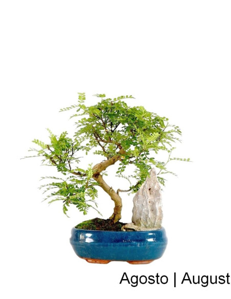 Zanthoxylum Bonsai de 9 anos