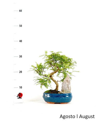 Zanthoxylum Bonsai de 9 anos