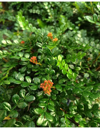 Zanthoxylum Bonsai de 9 anos