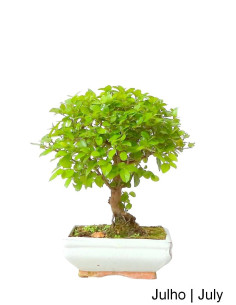 Sageretia Bonsai di 5 Anni