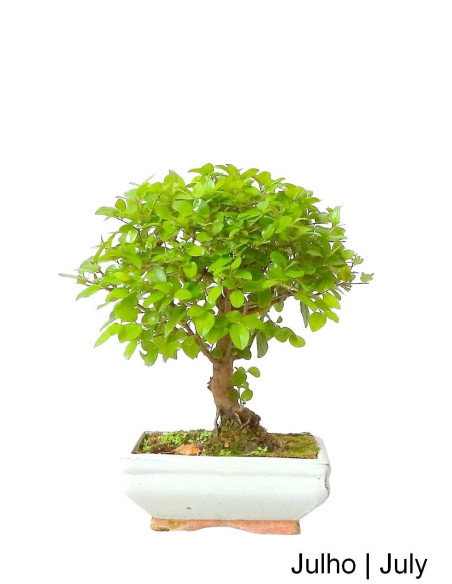 Sageretia Bonsai de 5 Años