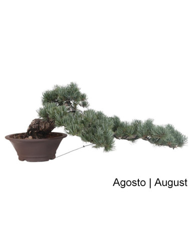 Pinheiro Pentaphylla Bonsai di 50 anni