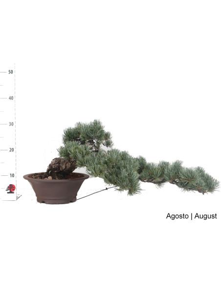 Pinheiro Pentaphylla Bonsai di 50 anni