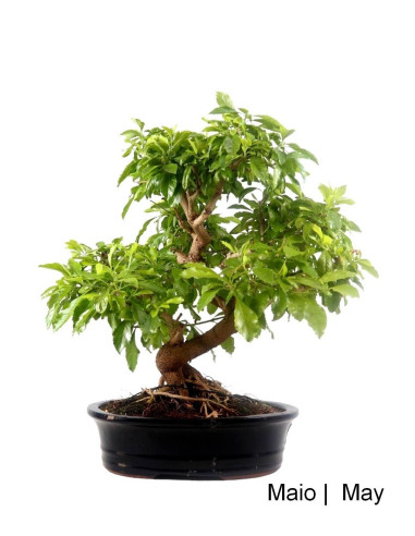 Durantha Repens Bonsai 29 años | Luso Bonsai