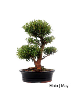 Syzygium Bonsai di 19 anni
