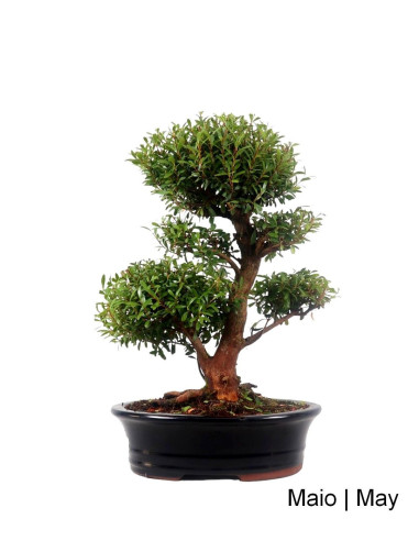 Syzygium Bonsai di 19 anni