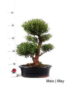 Syzygium Bonsai di 19 anni 2