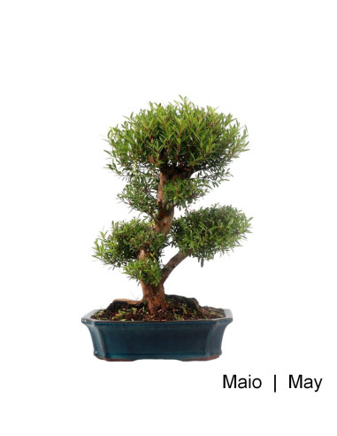 Syzigium Bonsai 21 años | Luso Bonsai