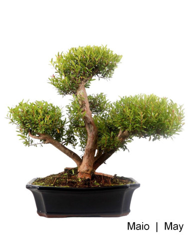 Syzigium Bonsai 23 años | Luso Bonsai