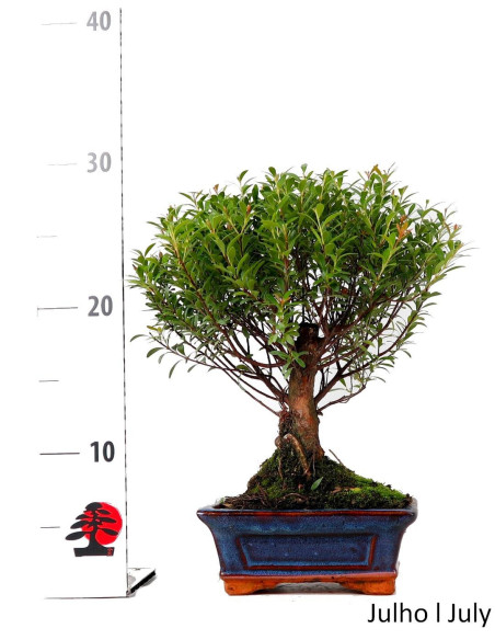 kirschblten bonsai echt Seedeo Japanische Blten- und Zierkirsche (Prunus serulata) Bonsai 25