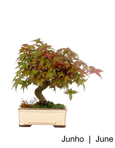 Bonsái Portugués |Bonsái Acer Palmatum Deshojo de 17 años